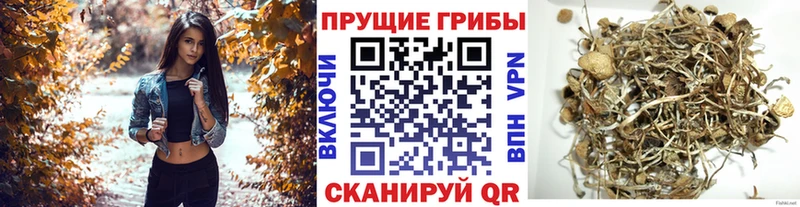 Псилоцибиновые грибы мицелий  Купить закладки  Навашино 